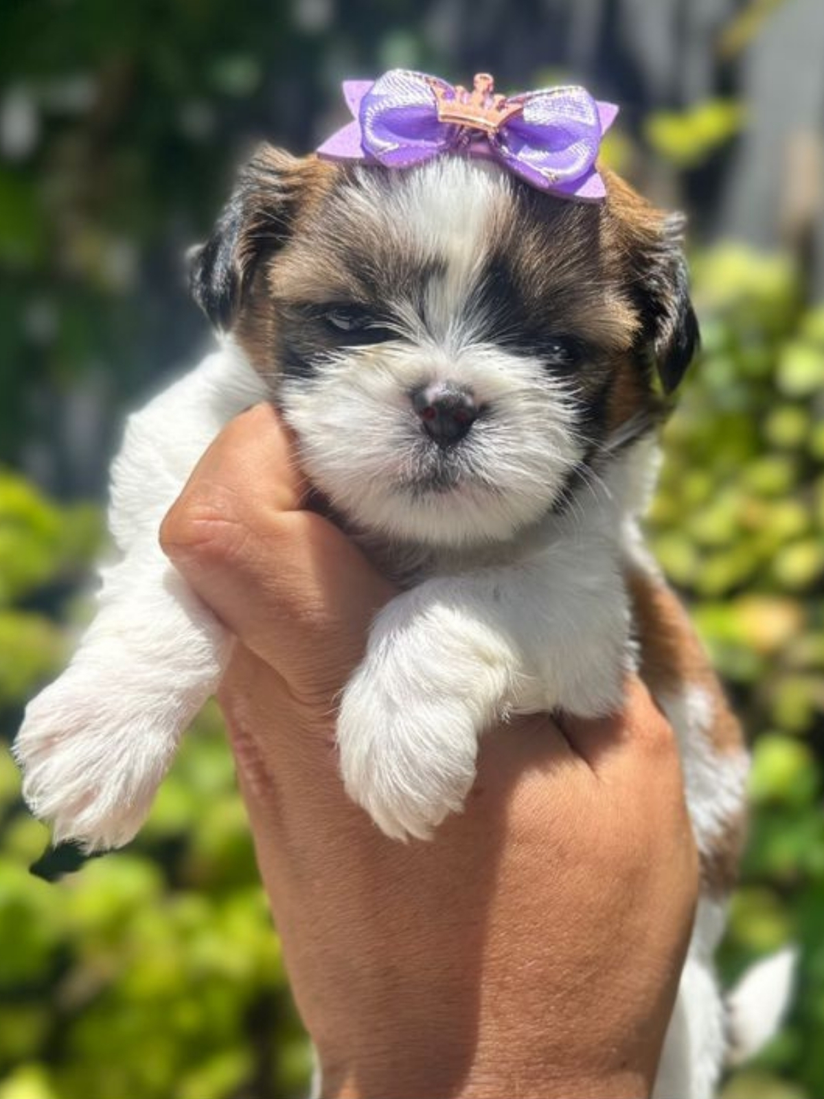 Shi Tzu